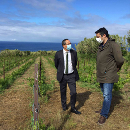 Governo avança com criação do Instituto da Vinha e do Vinho dos Açores