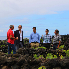 Governo dos Açores propõe reforço da dotação do POSEI para ajuda à manutenção da vinha para fazer face ao crescimento do setor