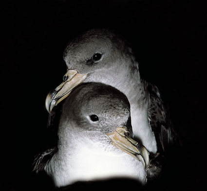 Cory’s Shearwaters saved in the Azores return to the archipelago to breed