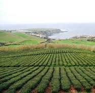 Governo quer os Açores como “zona livre” do cultivo de organismos geneticamente modificados