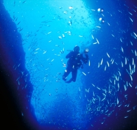 Diretor dos Assuntos do Mar participa em ação de mergulho para assinalar Dia Mundial da Conservação da Natureza 