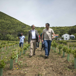 Governo dos Açores aprova este mês projetos no valor global de 3,5 ME no âmbito do programa VITIS