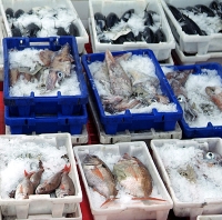 Comissão Europeia aprova Programa Operacional para apoios às Pescas e Aquacultura