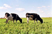 Azorean cattle industry