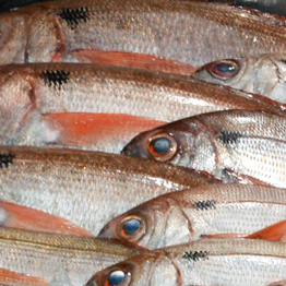 Governo dos Açores suspende taxas cobradas pela Lotaçor como medida de apoio à atividade da pesca