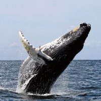 Filipe Porteiro destaca ano “invulgar” de baleias-de-barbas nas águas dos Açores