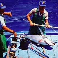 Governo dos Açores regulamenta a prática de pesca 'em mancha'