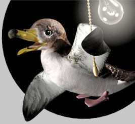 Campanha “SOS Cagarro” salvou este ano 3.233 aves nos Açores
