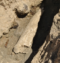 Fóssil de cetáceo descoberto em Santa Maria