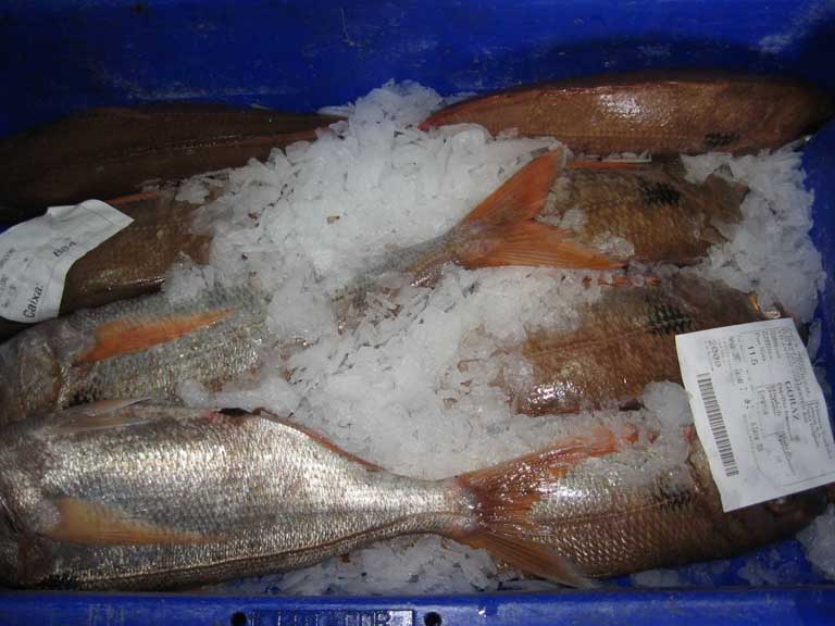 Fishing industry in Cohesion Islands benefit from supplementary economic assistance 