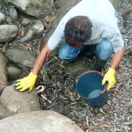 Direção Regional do Ambiente resgatou 46 enguias no Nordeste, em São Miguel