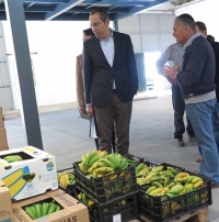 POSEI destina cerca de 940 mil euros à produção de banana