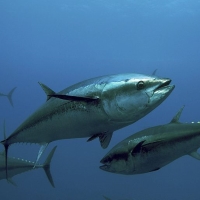 Governo dos Açores satisfeito com a possibilidade das Regiões Ultraperiféricas terem quota de atum rabilho a partir de 2019