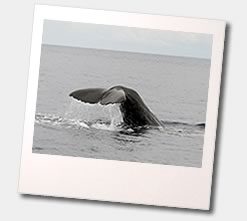 Photo of a Spermwhale