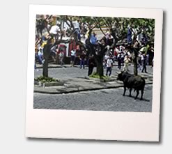 Photo of a bullfight