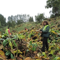 Rearborização de áreas de corte em São Miguel já envolveu plantação de 178 mil plantas, revela Diretora Regional dos Recursos Florestais