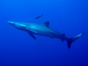 Tubarão 2