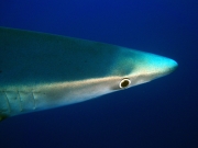 Tubarão 3