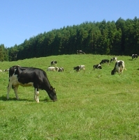 Região disponibiliza mais de 3.900 hectares de pastagens baldias aos agricultores dos Açores