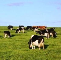 Governo dos Açores aumenta apoio e alarga reserva regional de direitos às vacas aleitantes