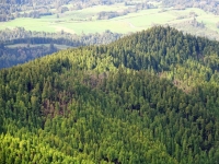 Governo dos Açores envia 19 mil árvores para o arquipélago da Madeira