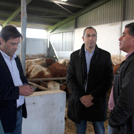 Exportação de carne bovina dos Açores aumentou 25%, anuncia João Ponte