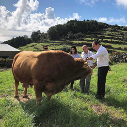 João Ponte destaca momento muito favorável no mercado da carne de bovino dos Açores