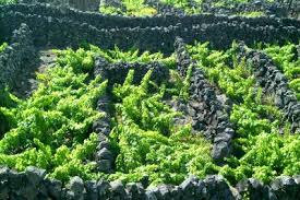 Governo dos Açores anuncia sistema de incentivos à manutenção de paisagens tradicionais