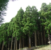 Aberto concurso público internacional para corte, venda e reflorestação de 92 hectares de criptoméria nos Açores