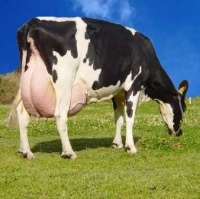 Governo dos Açores reforça prémio à vaca leiteira, que passa a ser de 190 euros em todas as ilhas