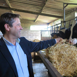 Governo dos Açores melhora programa de incentivos à produção de bovinos cruzados