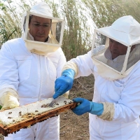João Ponte anuncia criação de plano de ação para desenvolvimento da apicultura nos Açores