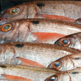 Governo dos Açores permite pesca de goraz ‘para o monte’ na Região