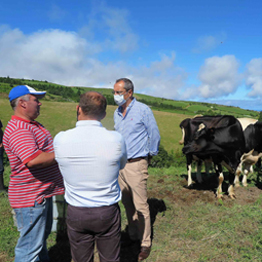 Candidaturas ao Estatuto da Agricultura Familiar nos Açores têm início terça-feira