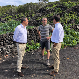 Governo dos Açores perspetiva um bom ano de produção de uva