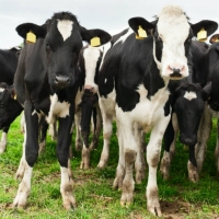 Abate de bovinos nos Açores regista crescimento moderado